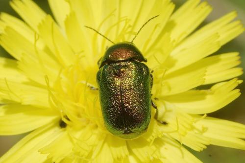 Cryptocephalus sp.