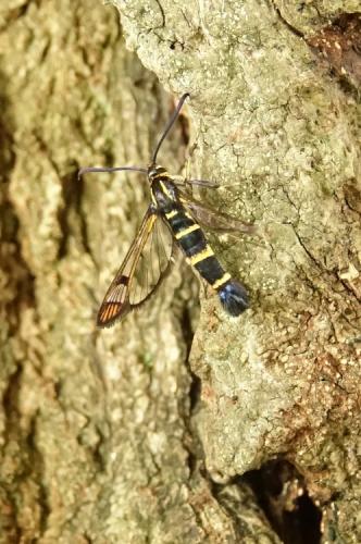 Réf. 207 317 : Synanthedon conopiformis