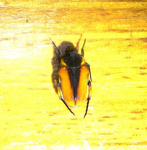 Leucocelis maraisi