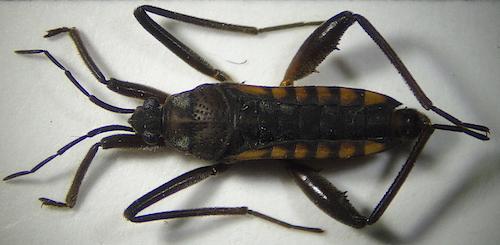 Réf. 207 716 : Velia sp.