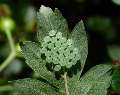 Acanthosoma haemorrhoidale