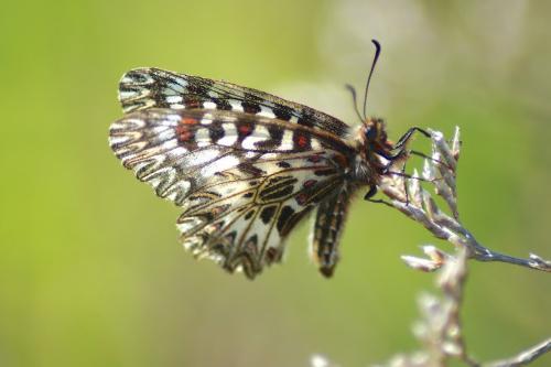Zerynthia polyxena