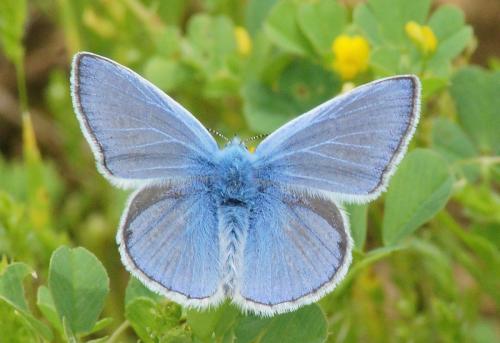 Polyommatus icarus