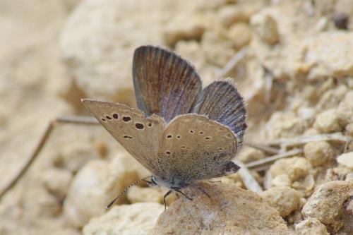 Réf. 207 111 : Glaucopsyche melanops