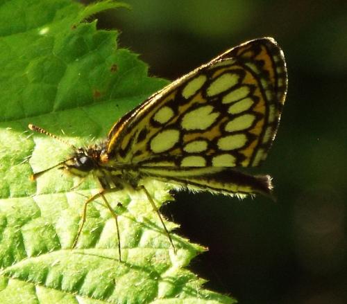 Heteropterus morpheus