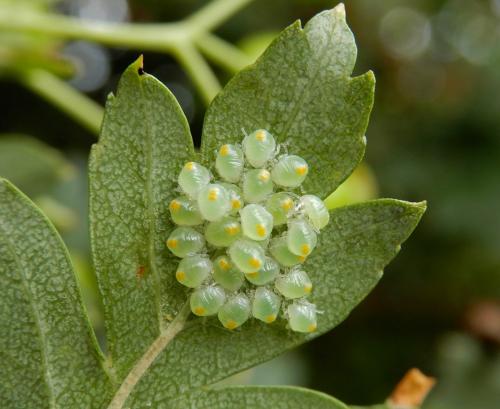 Acanthosoma haemorrhoidale