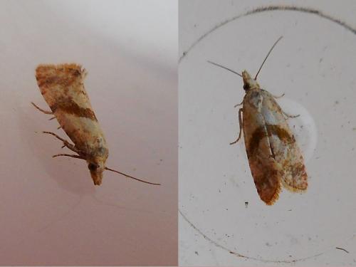 Cochylidia heydeniana