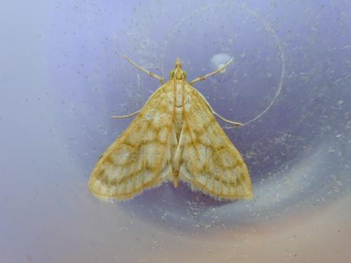 Paracorsia repandalis