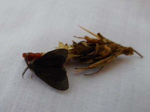 Réf. 207 942 : Canephora hirsuta