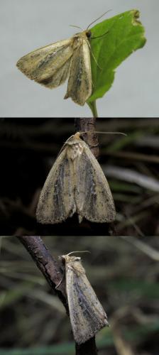 Archanara sp.