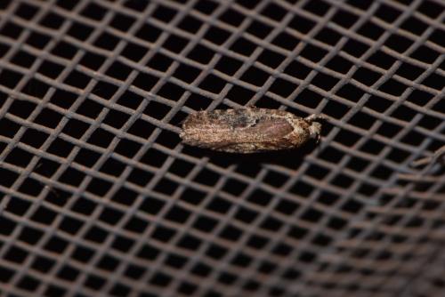 Réf. 207 160 : Agonopterix purpurea