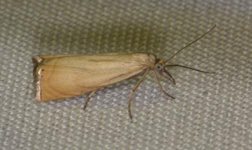 Réf. 207 420 : Chrysoteuchia culmella