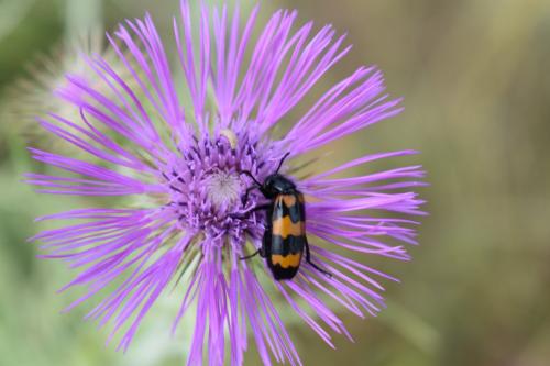 Réf. 207 657 : Mylabris variabilis