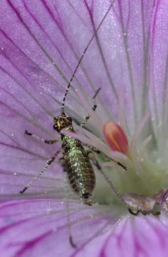 Réf. 207 128 : Phaneroptera sp.