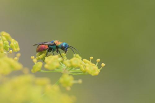 Réf. 207 079 : Holopyga sp.