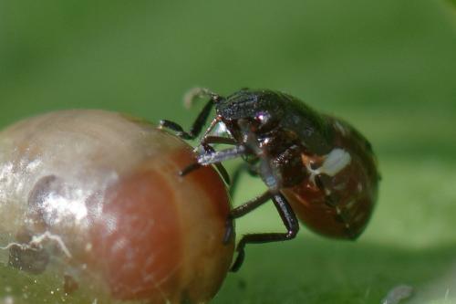 Nezara viridula