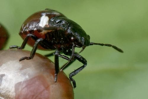 Nezara viridula
