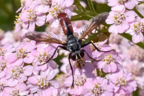 Cylindromyia bicolor