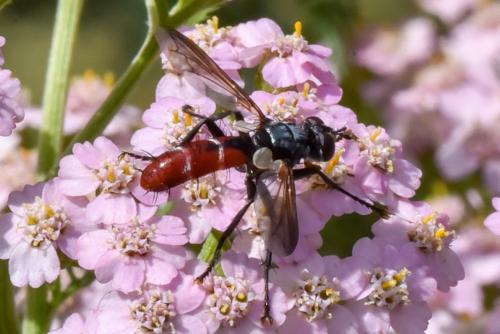 Cylindromyia bicolor
