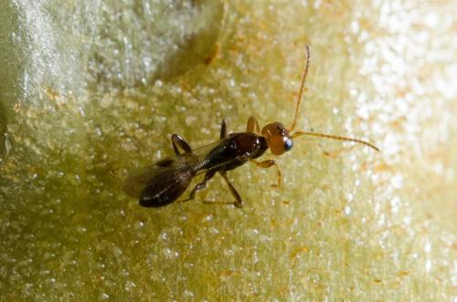Réf. 207 728 : Euphorinae inconnu