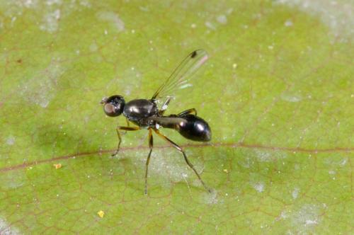 Réf. 207 628 : Sepsis sp.