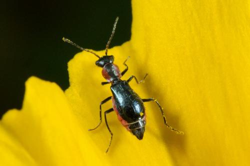 Réf. 207 080 : Cyrtosus cyanipennis