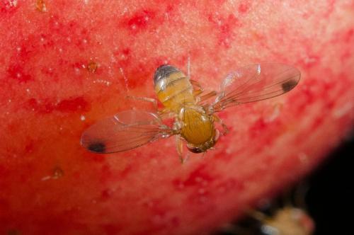 Drosophila suzukii