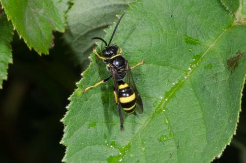 Réf. 207 627 : Gorytes sp.