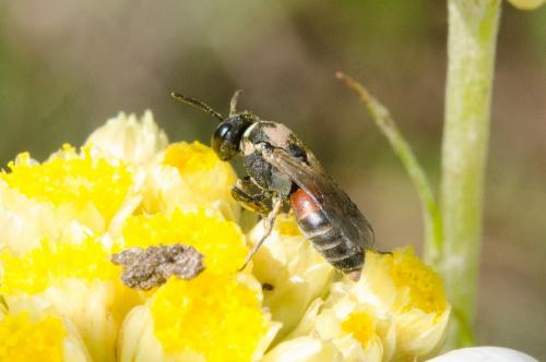 Réf. 207 723 : Hylaeus (meridionalis-variegatus)
