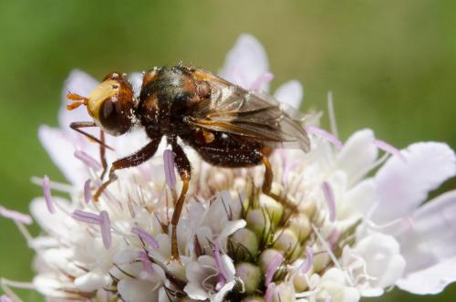 Réf. 207 622 : Sicus sp.
