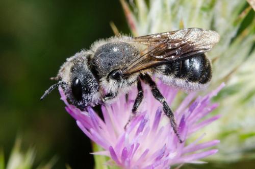 Réf. 207 946 : Osmia sp.