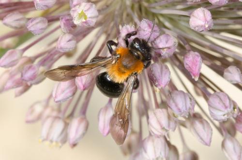 Réf. 207 629 : Andrena thoracica