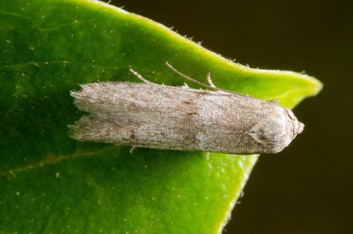 Blastobasis sp.