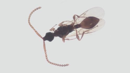 Réf. 207 044 : Belyta sp.