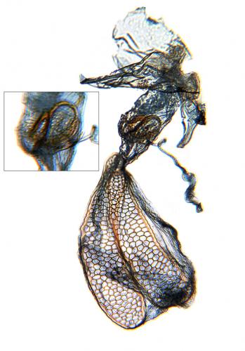 Ectoedemia sp.