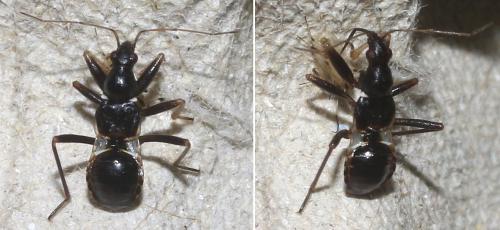 Réf. 207 410 : Himacerus mirmicoides