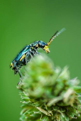 Réf. 207 256 : Clanoptilus elegans