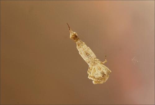 Réf. 207 695 : Uloborus plumipes