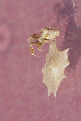 Réf. 207 653 : Uloborus plumipes