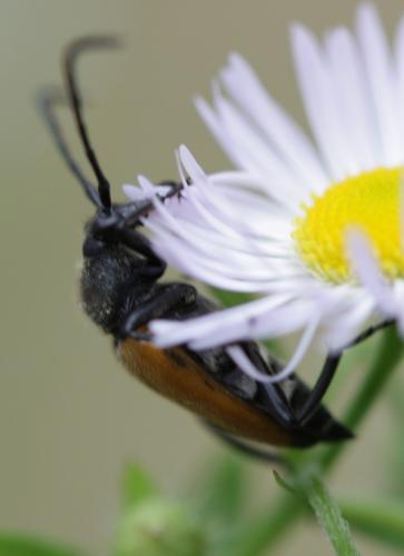 Pseudovadonia livida