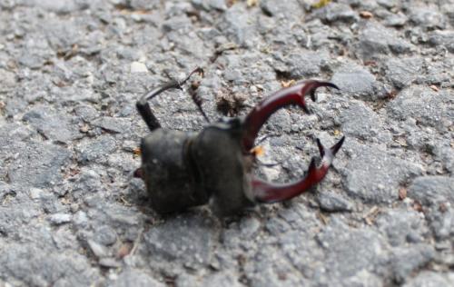 Lucanus cervus