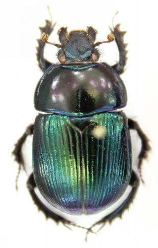 Geotrupes olgae
