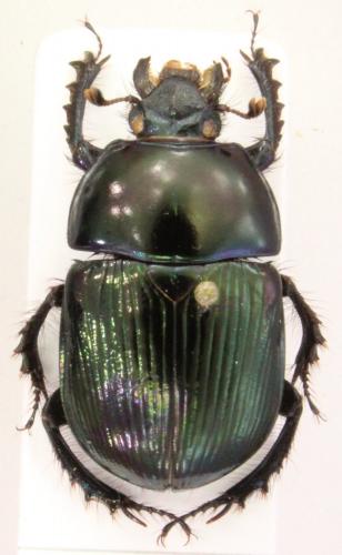 Geotrupes olgae