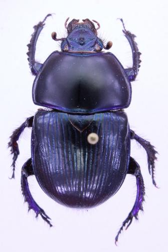 Geotrupes stercorarius