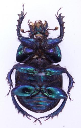Geotrupes olgae
