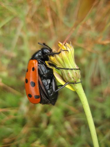 Réf. 207 023 : Mylabris hieracii