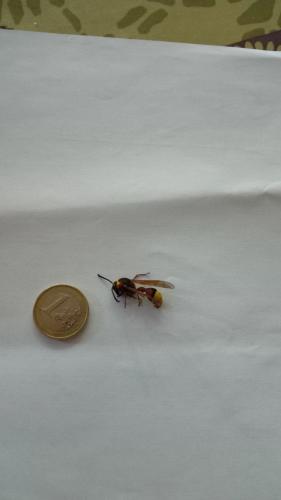 Delta unguiculatum