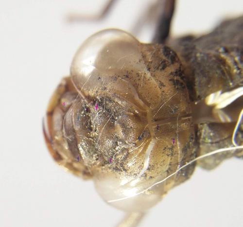 Réf. 207 030 : Aeshna grandis