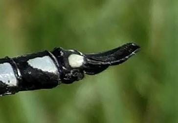 Aeshna serrata