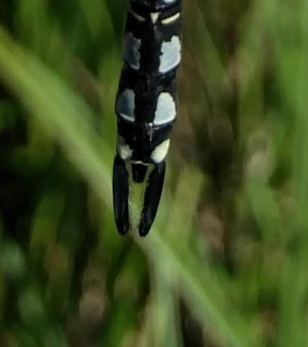 Aeshna serrata